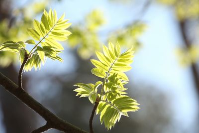 Close-up of yellow flowering plant