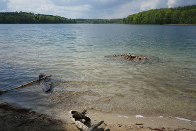 Dog in a lake