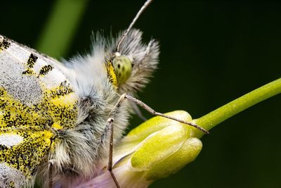 Close-up of butterfly pollinating on flower