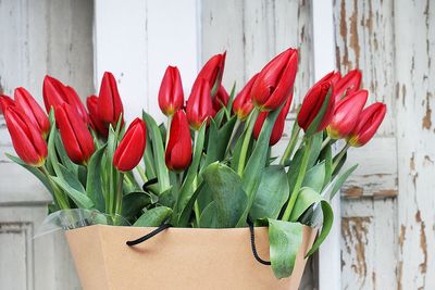 Close-up of red tulips