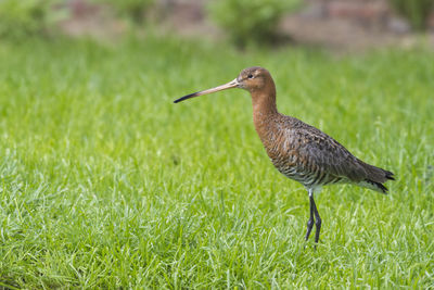 Side view of a bird on grass