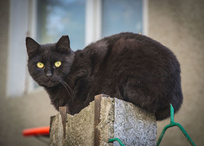 Portrait of black cat sitting outdoors