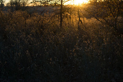 Scenic view of forest