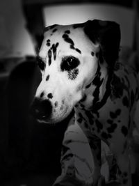 Close-up portrait of an animal