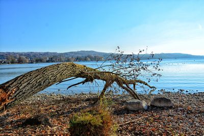 Scenic view of beach against blue sky