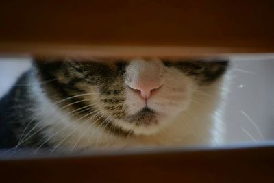 Close-up of cat sleeping