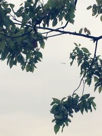 Low angle view of tree against sky