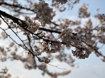 Low angle view of cherry blossom tree