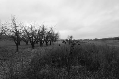 Trees on field against sky