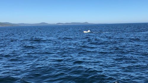 Seagull swimming in sea against clear sky