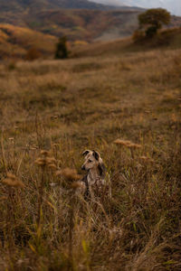 The dog sits on the red grass in the mountains