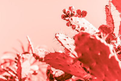 Close-up of cherry blossom