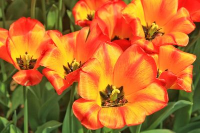 Close-up of red flower