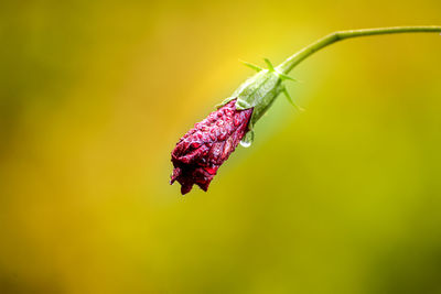 Close-up of insect on flower