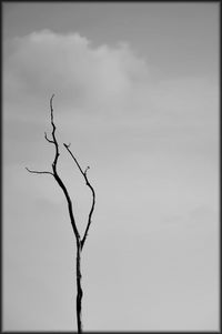 Low angle view of bare trees against sky