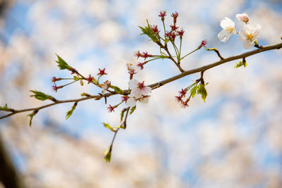 Close-up of cherry blossoms in spring