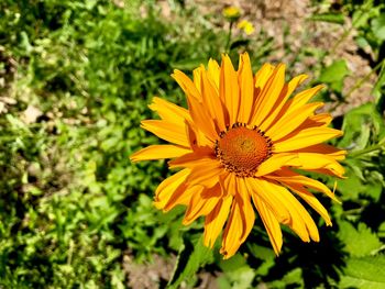 Close-up of yellow flower