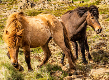 Horses standing in a field