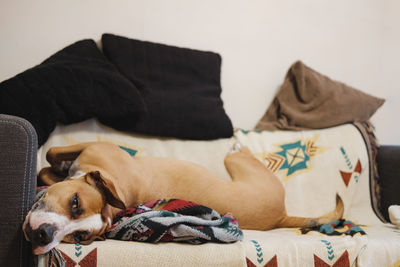 Portrait of dog lying on sofa at home