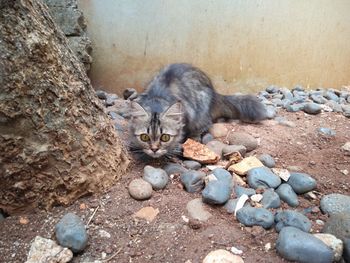 View of a cat resting on rock