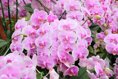 Close-up of pink flowering plant