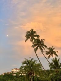 Palm trees against sky during sunset