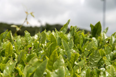 Close-up of fresh green plants