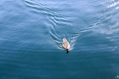 High angle view of swimming in sea