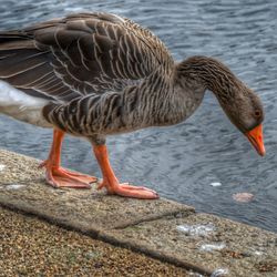 Close-up of duck drinking water