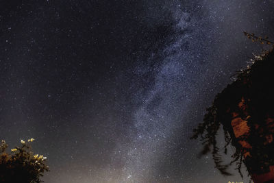 Low angle view of trees against sky at night