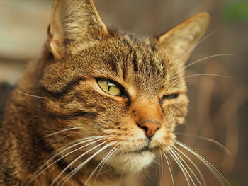 Close-up portrait of cat