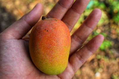 Close-up of hand holding apple