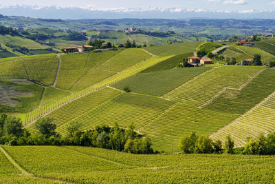 Scenic view of agricultural field