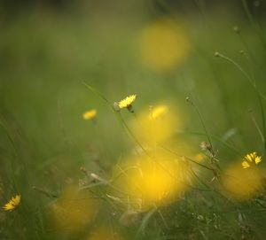 Close-up of dandelion in field