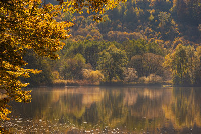 Lake fog landscape with autumn foliage and tree reflections in styria, thal, austria. 