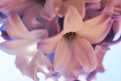 Close-up of flowers