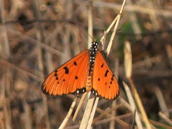 Butterfly on flower
