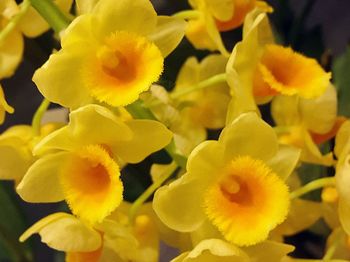 Close-up of yellow flower