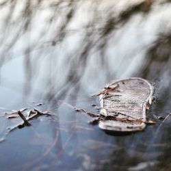 Close-up of dry leaves on a tree