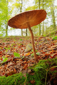 Mushroom growing on field