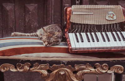 Close-up of cat sleeping at home