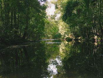 Reflection of trees in lake against sky