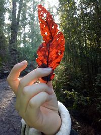 Close-up of person holding autumn leaves