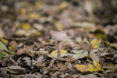 Close-up of mushroom growing on field