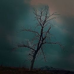 Bare trees against sky