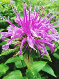 Close-up of flowers blooming outdoors