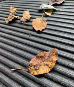 High angle view of maple leaves on metal