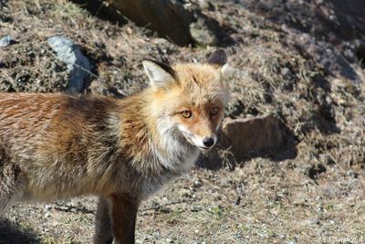 Side view of fox standing on field