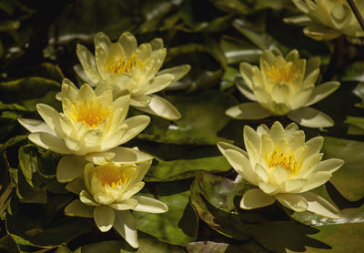 High angle view of white flowering plants