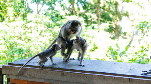 Monkey sitting on a tree